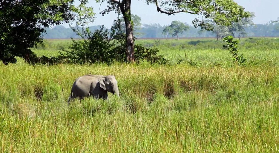 印度一岛民坚持种树35年,将550公顷荒岛变森林--置顶表情